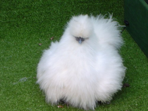 SilkieBantam